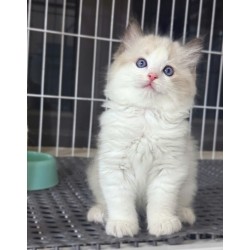 Ragdoll Cat