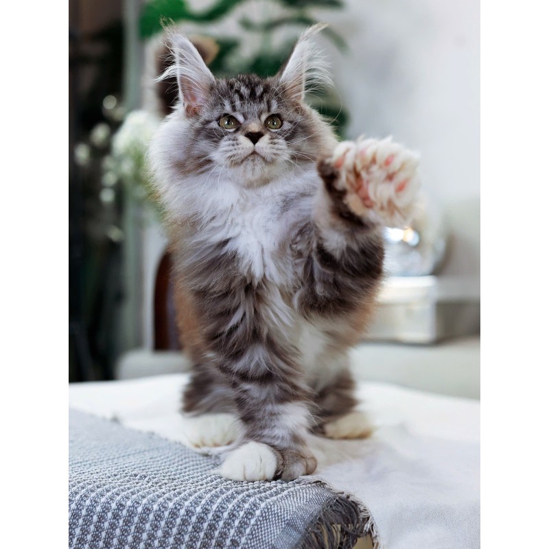 Maine Coon cat