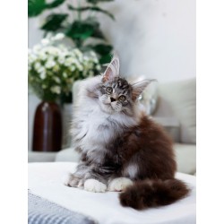 Maine Coon cat