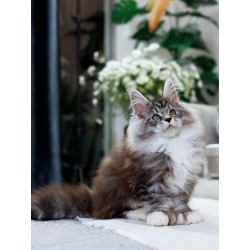 Maine Coon cat