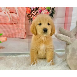 Golden Retriever, yellow-brown dog