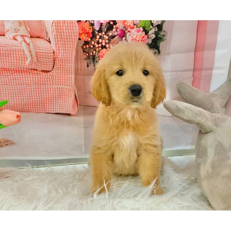 Golden Retriever, yellow-brown dog