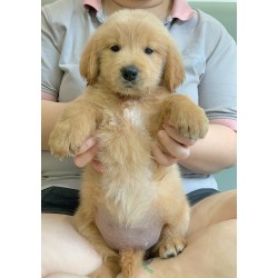 Golden Retriever, yellow-brown dog