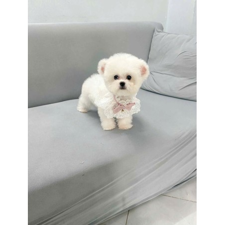 White Bichon dog