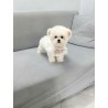 White Bichon dog