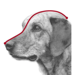 Trixie Plastic Muzzle for Dogs