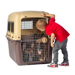 Magnum Airline Compliant Dog Crate 115x69x85cm